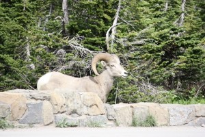 Bighorn Sheep at Glacier