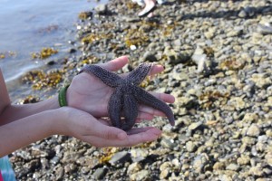 Starfish