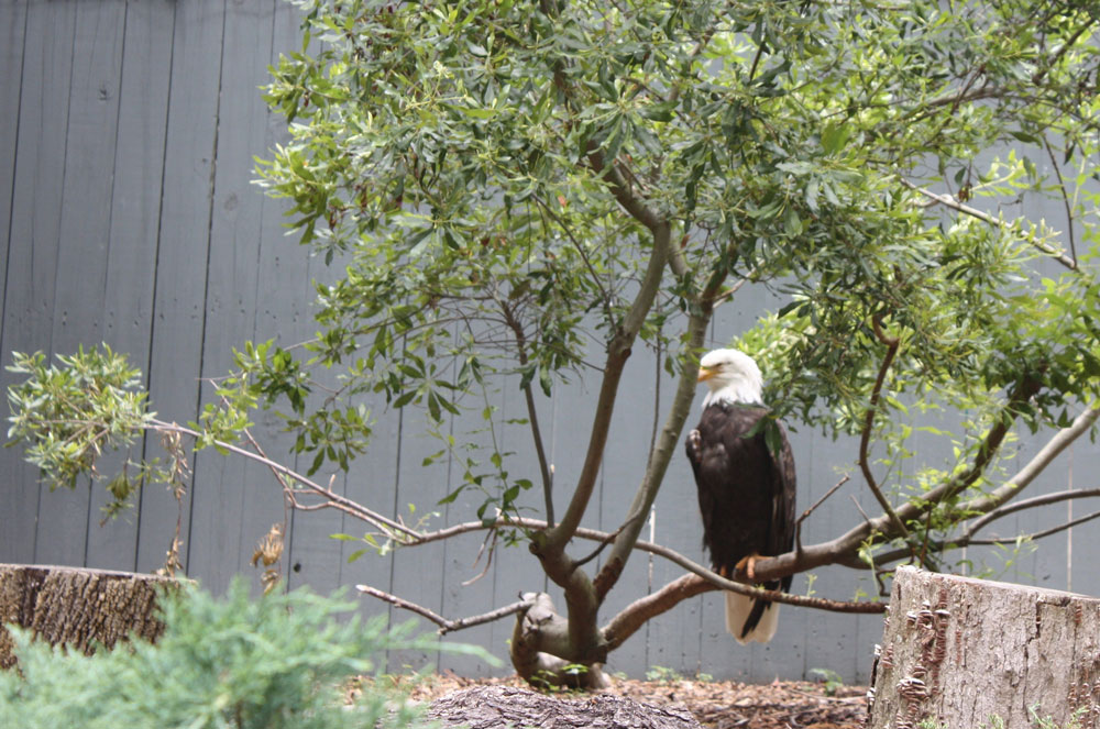 Bald Eagle at Busch Gardens Williamsburg Eagle Ridge