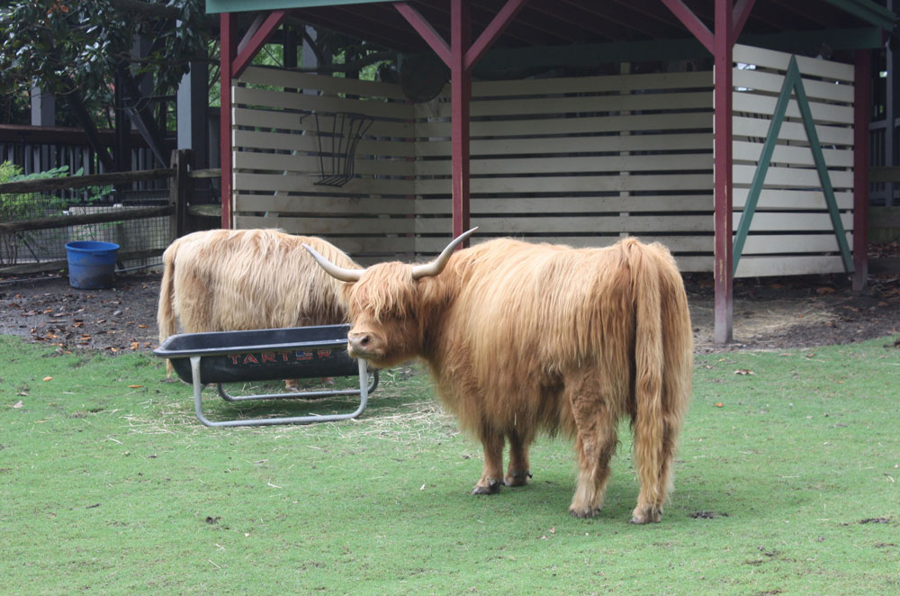 Scottish Highland Cattle at Busch Gardens Williamsburg