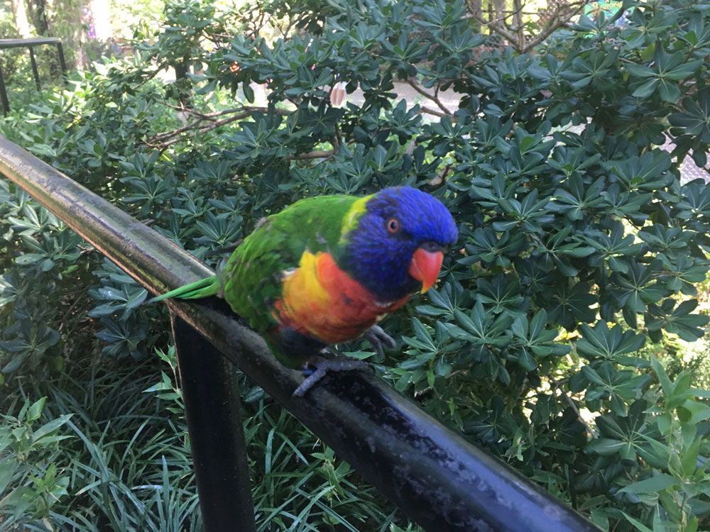 Busch Gardens Williamsburg Bird Lorikeet Glen