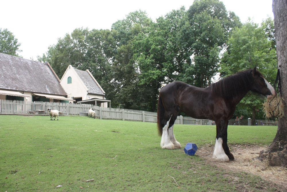 Busch Gardens Williamsburg Scotland Pasture Horse Sheep