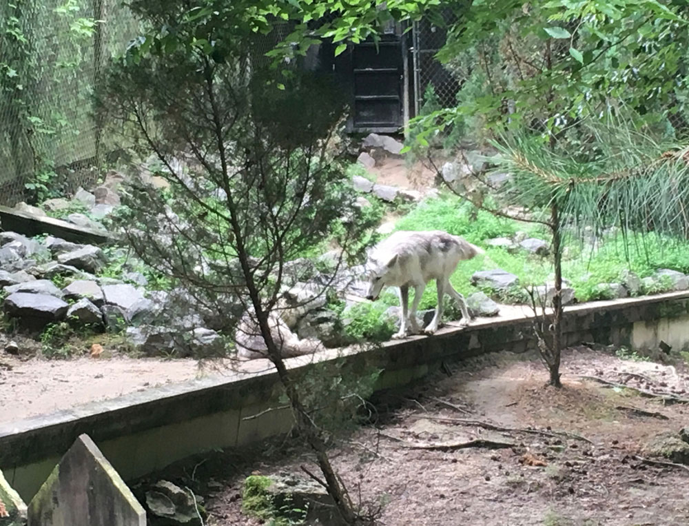 Wolves at Busch Gardens Williamsburg Wolf Valley