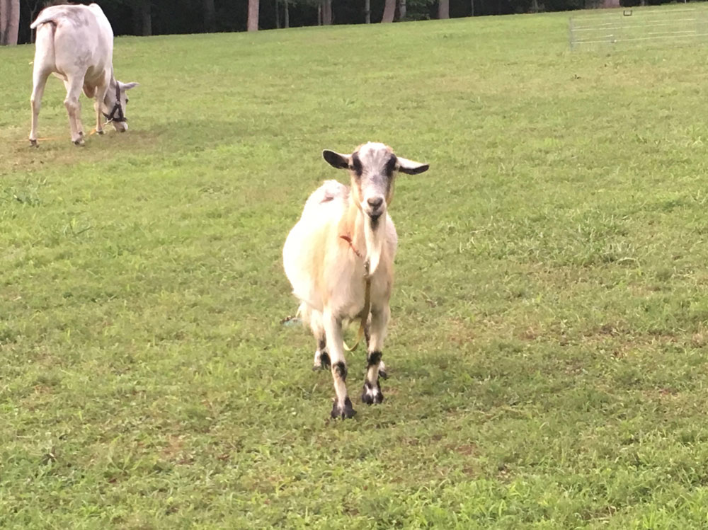 Tiny Petting Zoo Goat at Williamsburg KOA