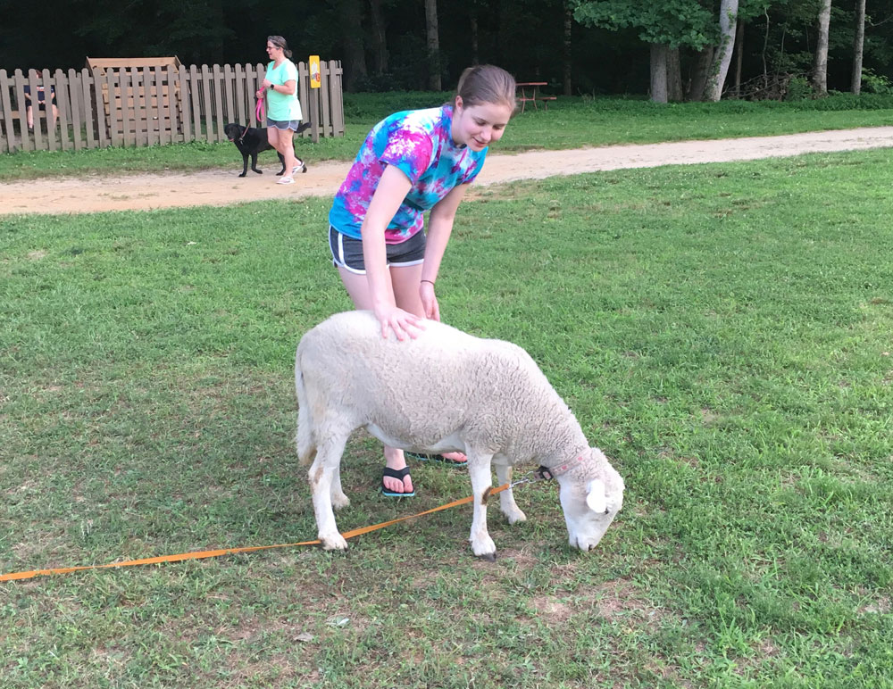 Tiny Petting Zoo Sheep at Williamsburg KOA