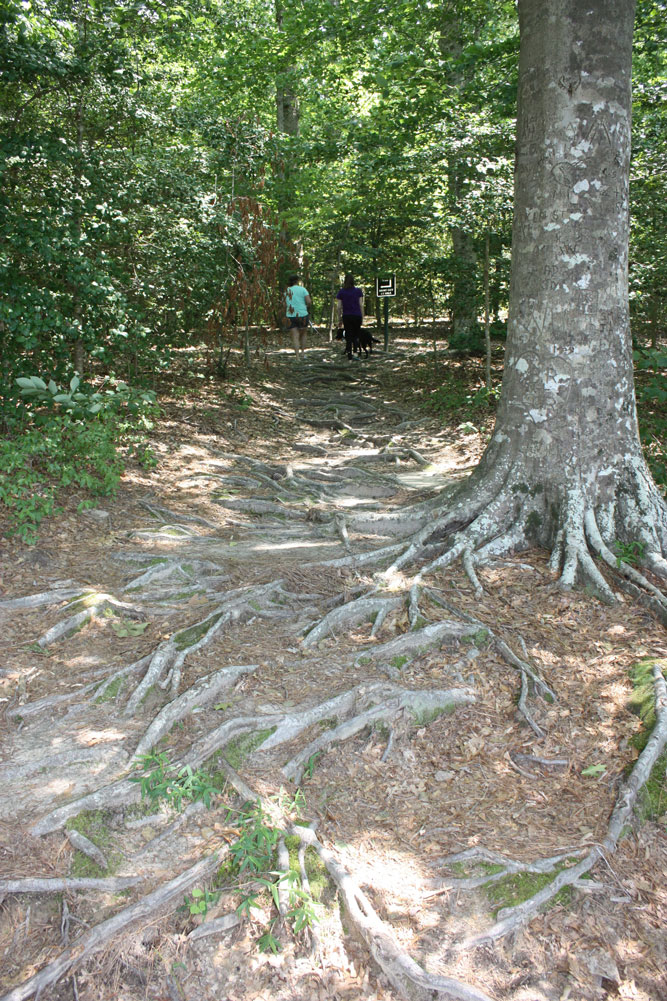 Hiking Trail Waller Mill Park Exposed Tree Roots