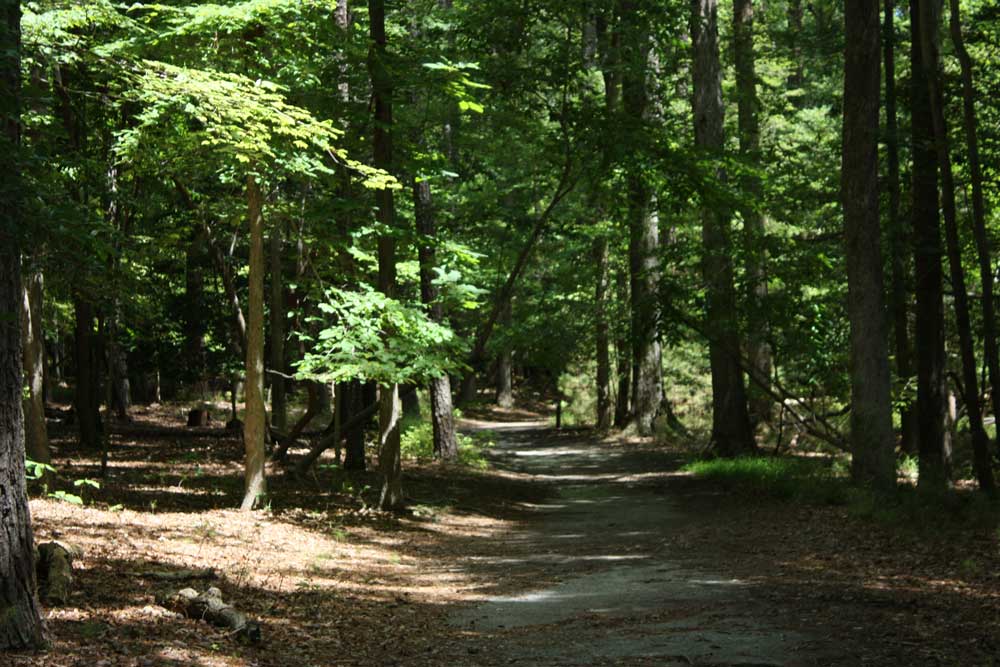 Hiking Trail at Newport News Park