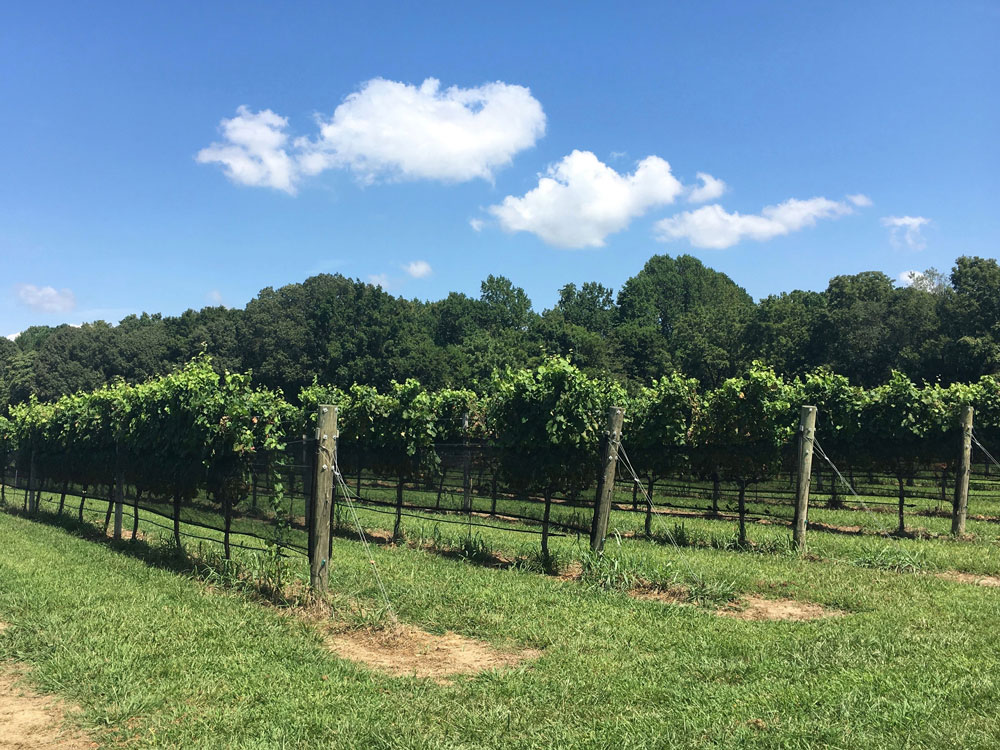 Williamsburg Winery Vineyard