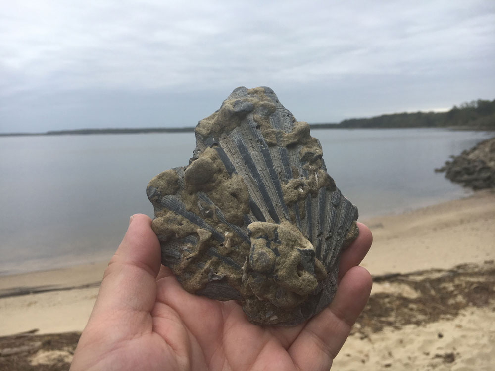 Chippokes Plantation State Park Beach Shell