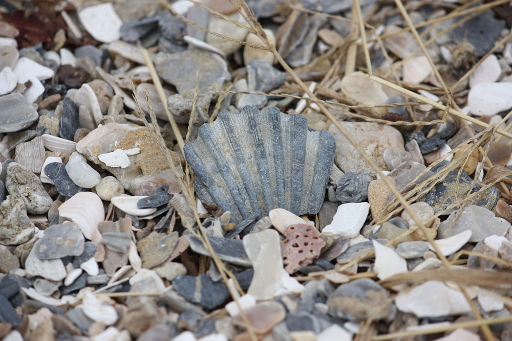 Chippokes Plantation State Park Beach Shells