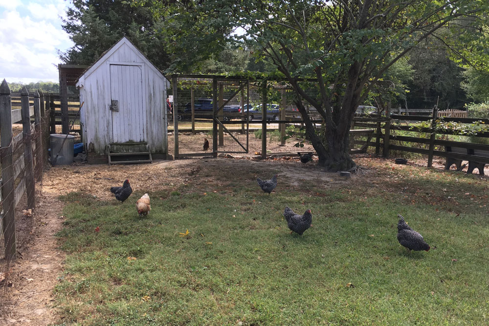 Chippokes State Park Chickens