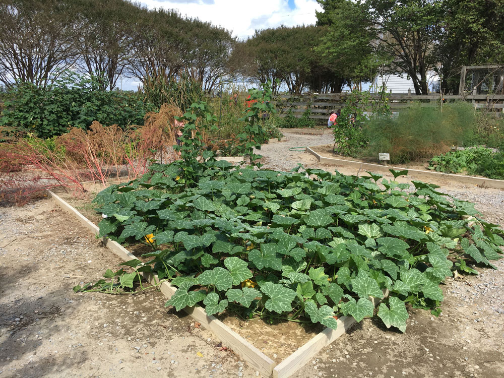 Chippokes State Park Garden