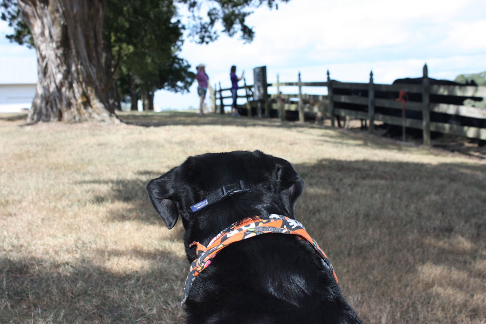 Chippokes State Park Farm Dog By Cow Pasture