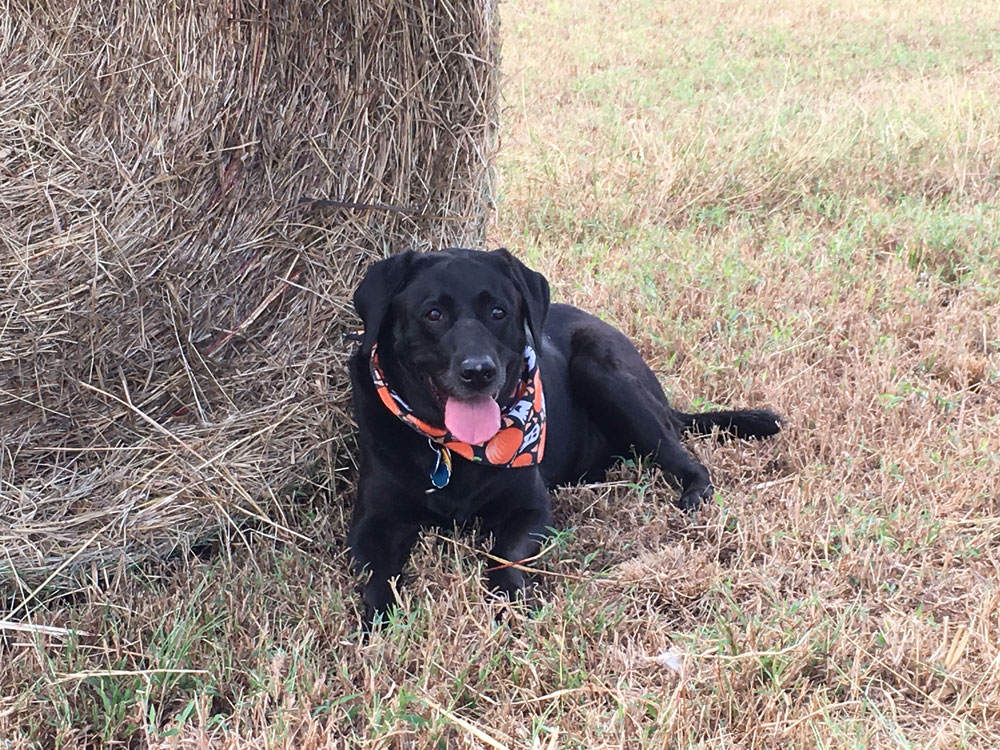 Chippokes State Park Farm Dog By Hay Bale