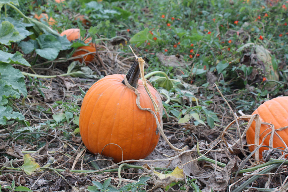 College Run Farm Surry County VA Pumpking Patch