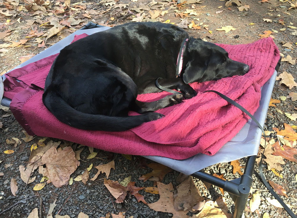 Pet Cot Portable Camping Dog Bed