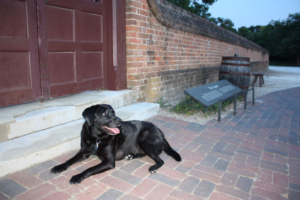 Colonial Williamsburg VA Capitol Building Black Lab Dog