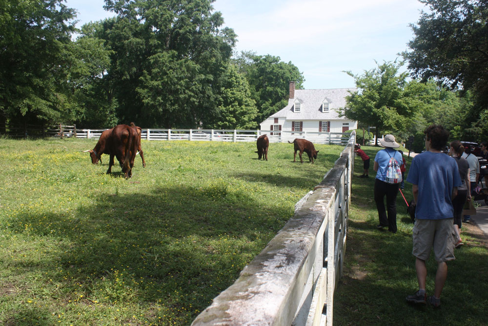 Pasture Animals in Colonial Williamsburg VA