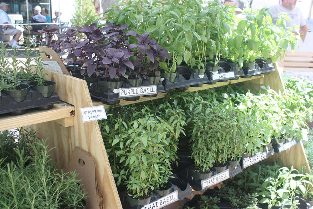 Fresh Herbs Williamsburg Farmers Market Williamsburg VA