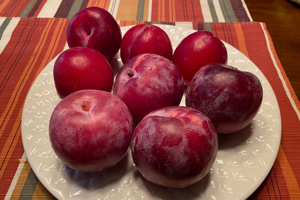 red plums plumcots
