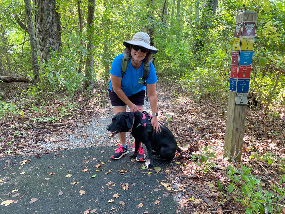 Dog is Ready To Walk a Trail at Belle Isle State Park