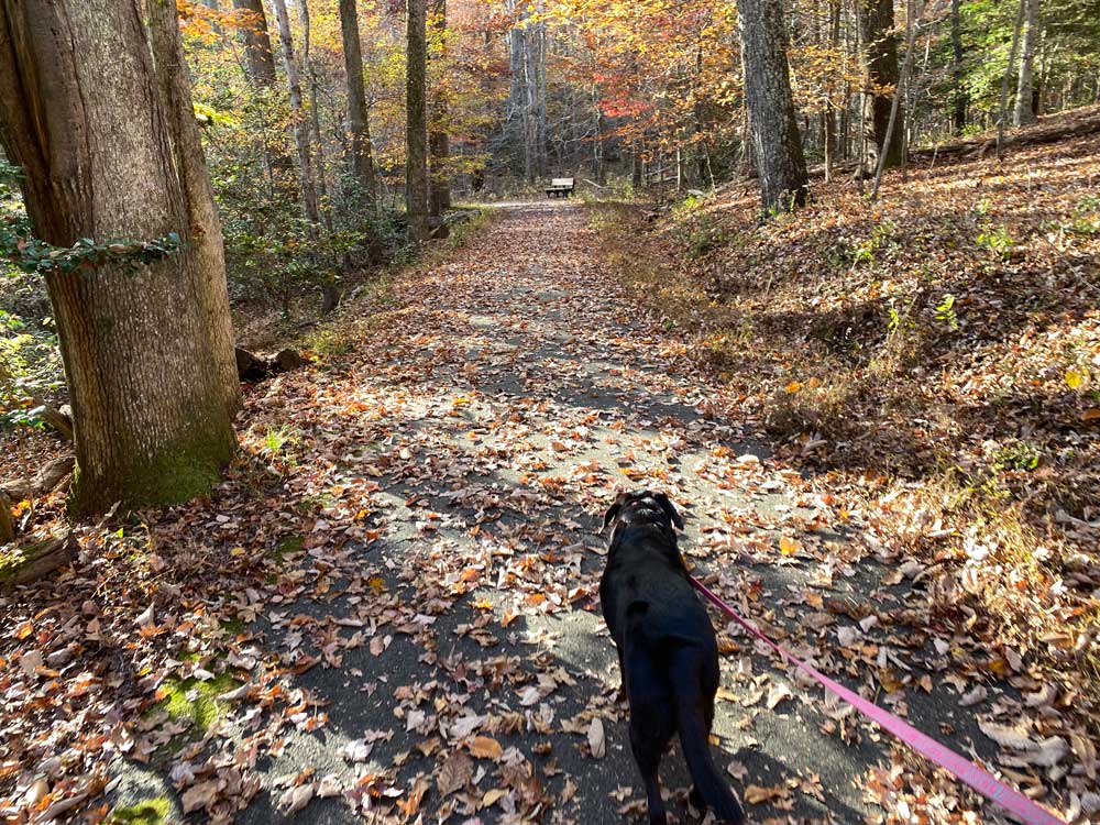 Dog on Hiking Trail at Westmoreland State Park