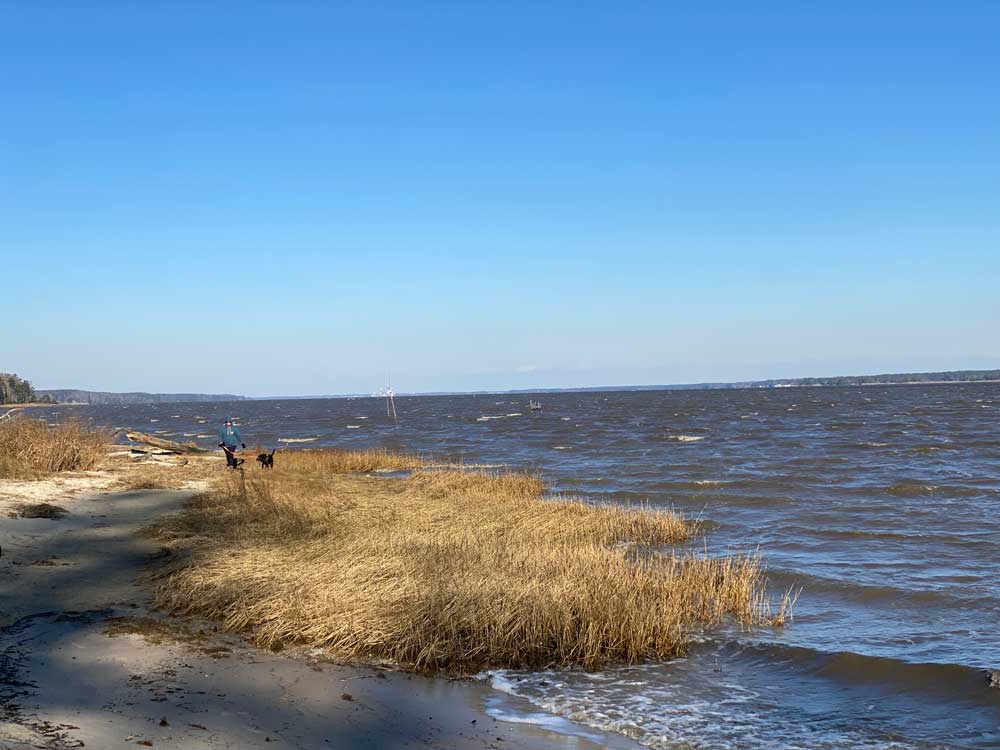 York River State Park Fossil Beach