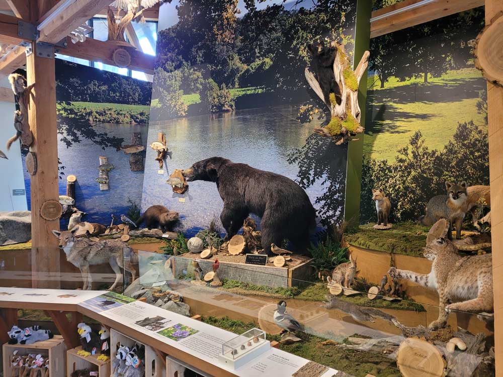 Display of bear, rabbit, fish, and other animals at the Shenandoah River State Park Visitor Center