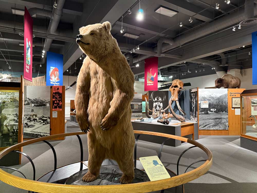 Bear at Museum of the North