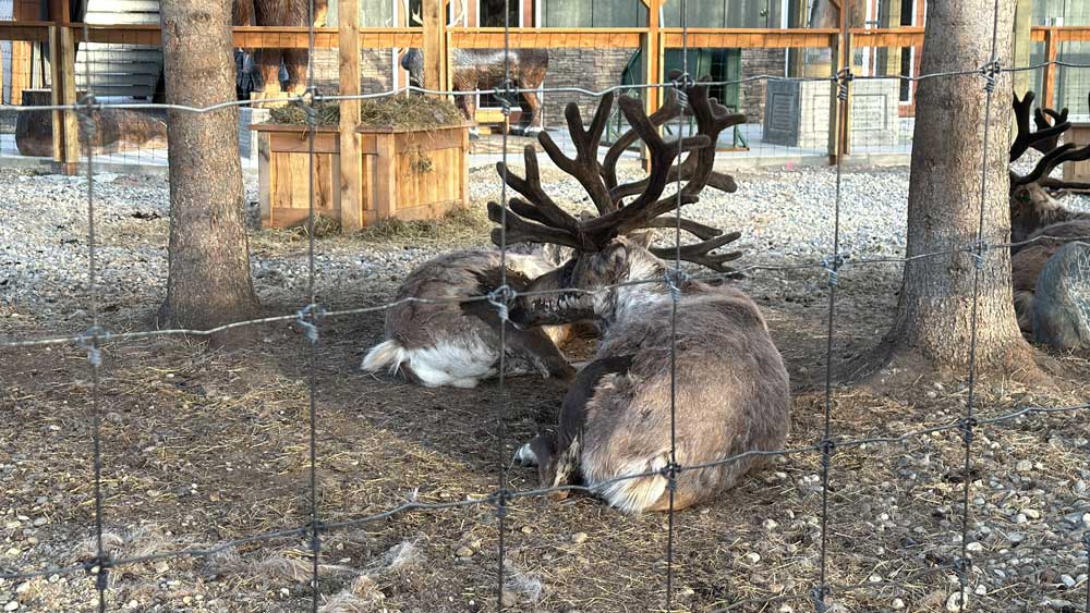 Reindeer sitting at Pike's Waterfront Lodge