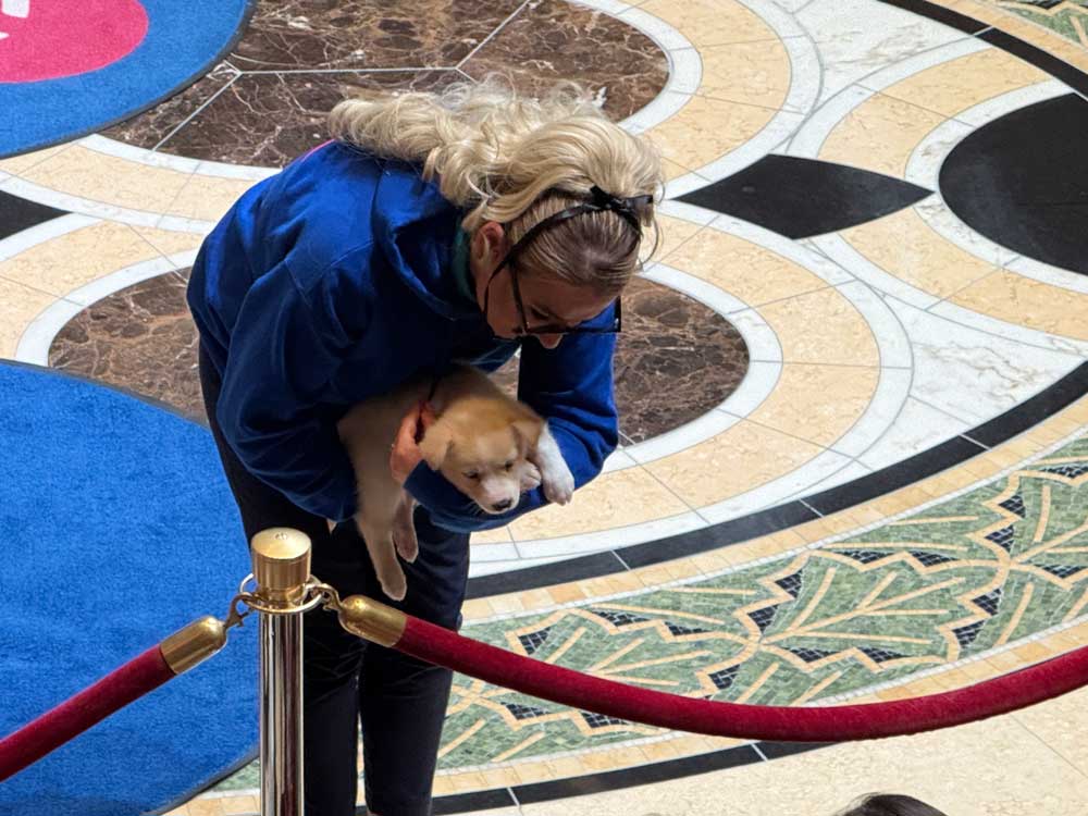 Sled dog puppy in the Piazza on Sapphire Princess