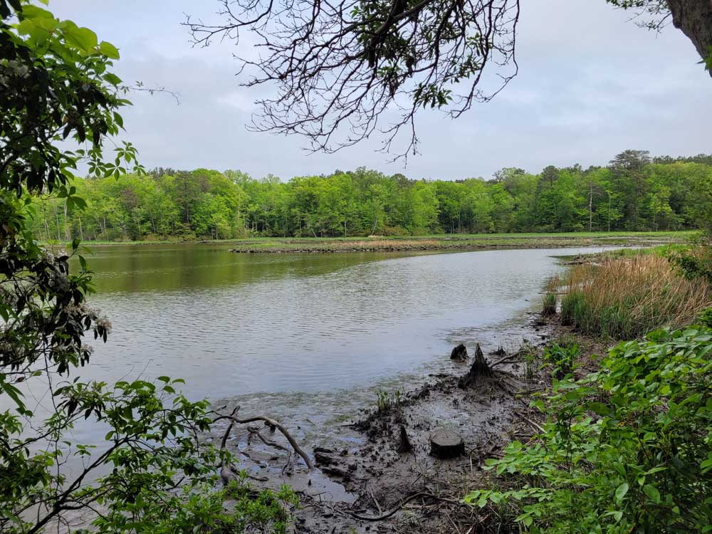 View of Skimino Creek from the hiking trail at Jellystone Park Williamsburg